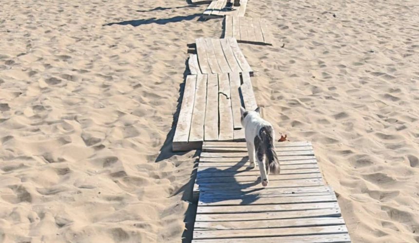 "Patileri Yanmasın Diye Tahta Yoldan Yürüyor": Eğirdir Gölü’ndeki Çekilmenin Acı Tablosu