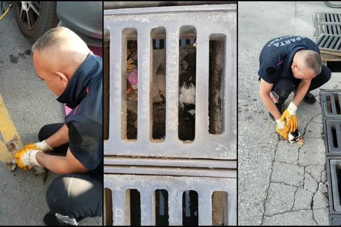 Isparta İtfaiyesinden Kedileri Kurtarma Seferberliği: Mazgal ve Otomobil Kaputundan Çıkarıldılar