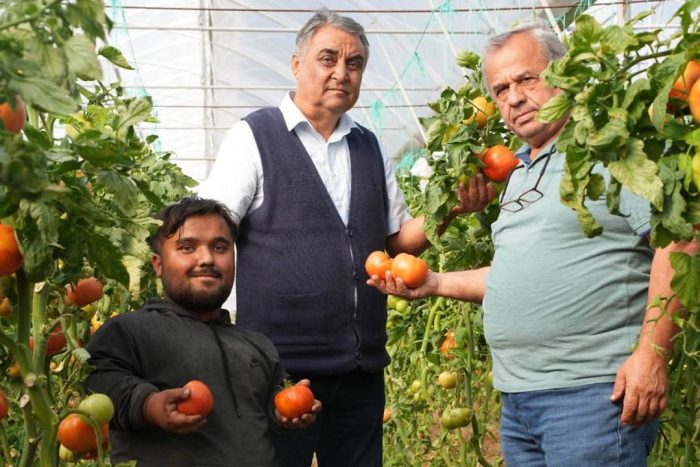 Isparta’da Domateste Biyolojik Mücadele Başarısı: Kimyasal İlaç Kullanmadan Sezon Tamamlandı