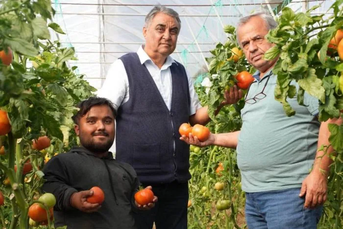 Isparta’da Domateste Biyolojik Mücadele Başarısı: Kimyasal İlaç Kullanmadan Sezon Tamamlandı