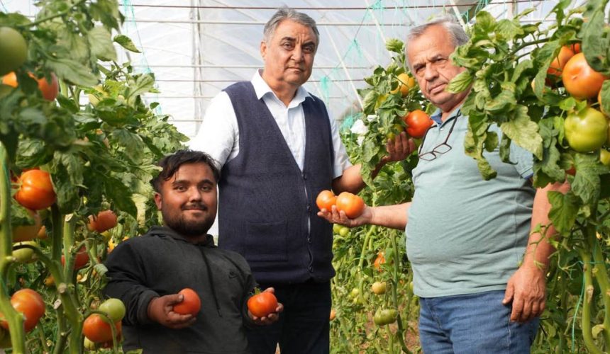 Isparta’da Domateste Biyolojik Mücadele Başarısı: Kimyasal İlaç Kullanmadan Sezon Tamamlandı